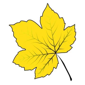 Image of cartoon maple leaf . Vector illustration isolated on white backgroun 库存插图