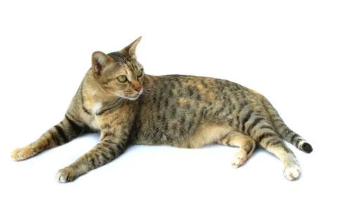 Image of cat isolated on white background. Stock Photos
