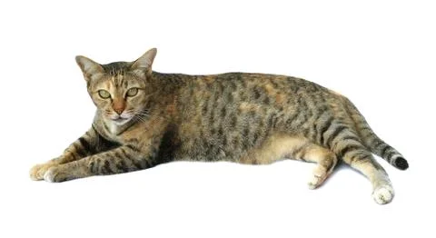 Image of cat isolated on white background. Stock Photos