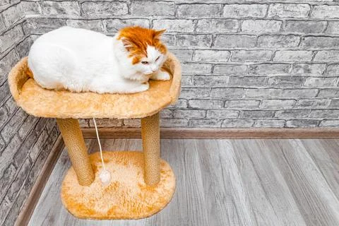 Image of a cat lying in a bed with space for an inscription Stock Photos