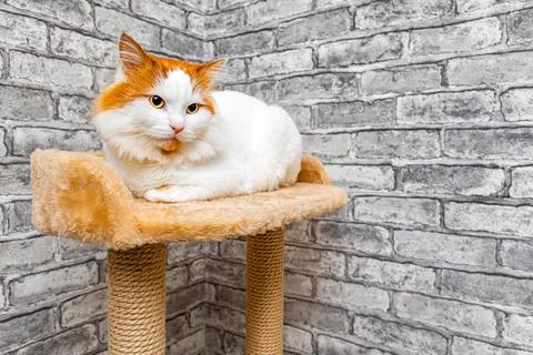 Image of a cat lying in a bed with space for an inscription. Stock Photos