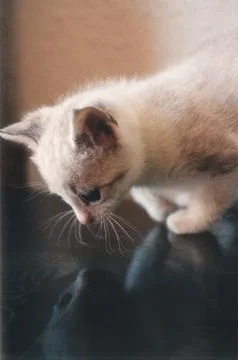 Image of a cat observing its own reflection Stock Photos