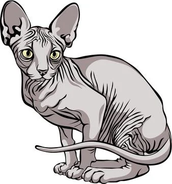 Image of a cat, Sphynx cat, portrait, illustration Stock Illustration