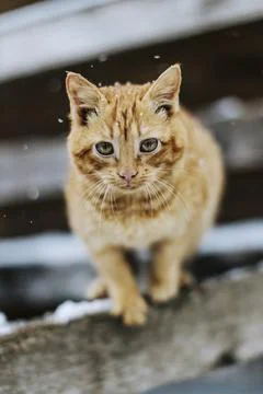 Image of cat on the street Foto stock