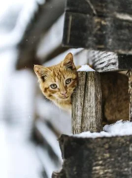 Image of cat on the street Stock Photos