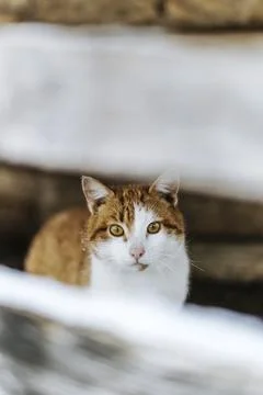 Image of cat on the street Stock Photos