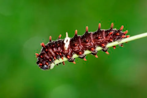 Image of a caterpillar bug on nature background. Insect Animal Stock Photos