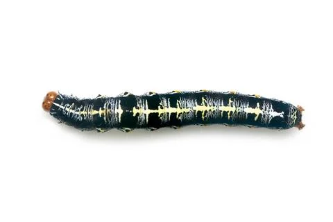 Image of caterpillar of moth isolated on white background. Animal. Insect. Stock Photos