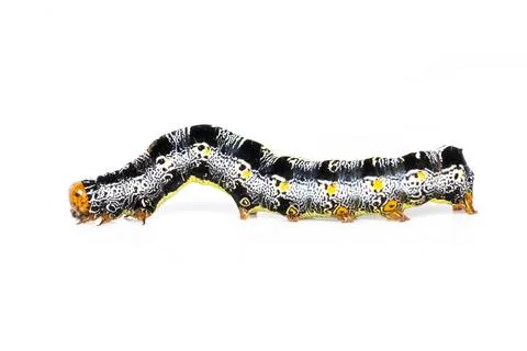 Image of caterpillar of moth isolated on white background. Animal. Insect. Stock Photos
