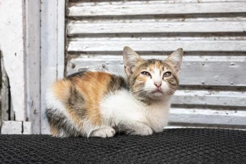 An image of cats of Cairo Egypt Stock Photos