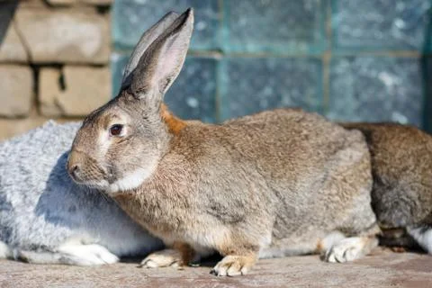 Image of cautious grey bunny Stock Photos