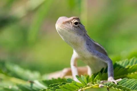Image of chameleon on nature background. Stock Photos