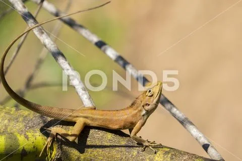 Image of chameleon on nature background. Reptile Stock Photos