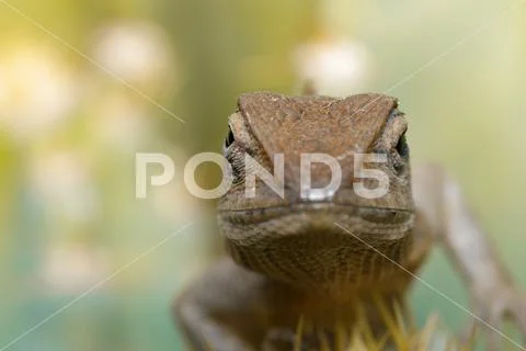 Image of a chameleon on nature background. Reptile. Animal. Stock Photos