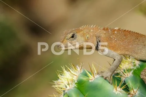 Image of a chameleon on nature background. Reptile. Animal. Stock Photos