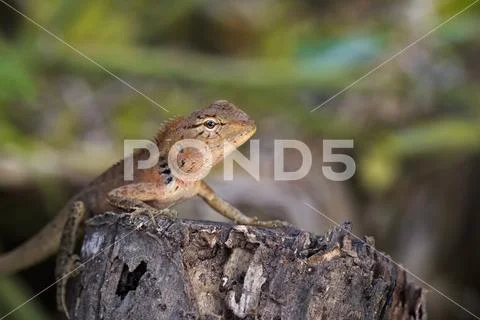 Image of a chameleon on nature background. Reptile. Animal. Stock Photos
