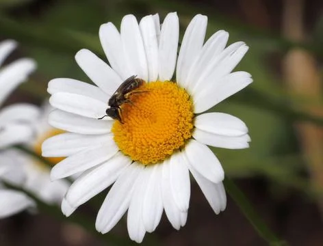 An image of a chamomile flower with a bee on it. Stock Photos