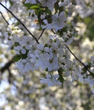 Image of cherry flowers against the backdrop of a blooming garden. Stock Photos
