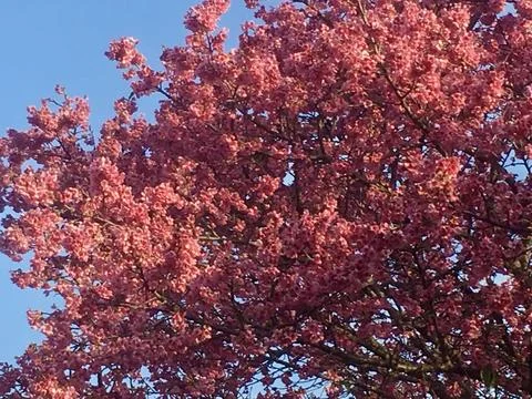 Image of cherry tree full of flowers Stock Photos