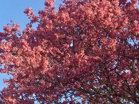Image of cherry tree full of flowers Stock Photos