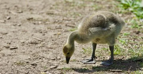 Image of a chick of Canada geese on a trail Stock Photos