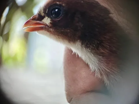 Image of a chick in a hand Фото