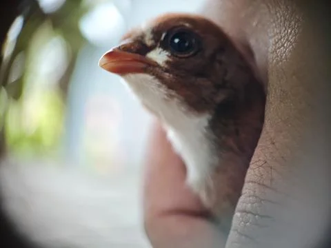 Image of a chick in a hand Stock Photos