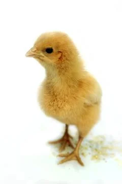 Image of chick isolated on white background. Stock Photos