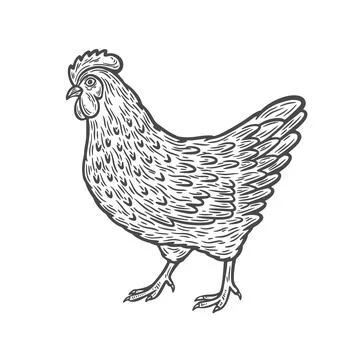 Image of a chicken in engraving style Stock Illustration