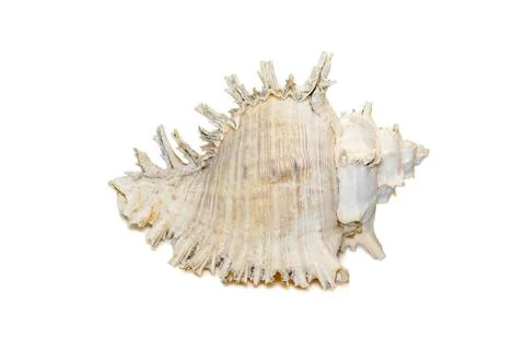 Image of chicore us ramosus, common name the ramose murex or branched murex,  Stock Photos