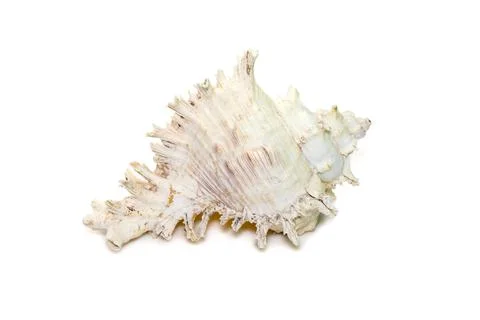 Image of chicore us ramosus, common name the ramose murex or branched murex,  Foto stock