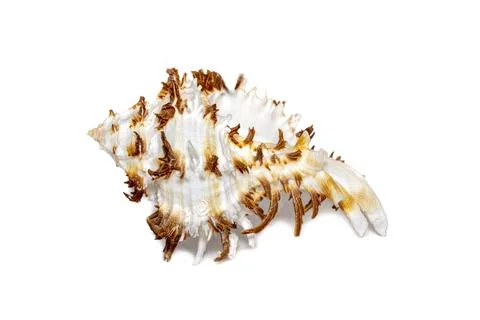 Image of chicoreus ramosus seashell common name the ramose murex or branched  Stock Photos
