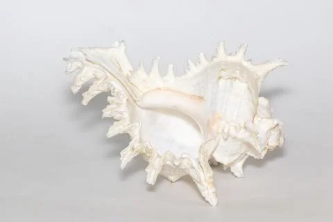 Image of chicoreus ramosus seashell on a white background. Sea shells. Unders Stock Photos