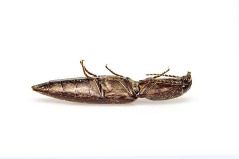 Image of click beetle isolated on white background. Insect. Animal. Stock Photos