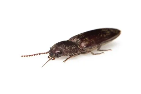 Image of click beetle isolated on white background. Insect. Animal. Stock Photos