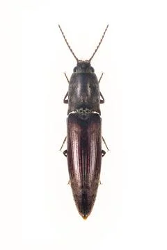 Image of click beetle isolated on white background. Insect. Animal. Stock Photos