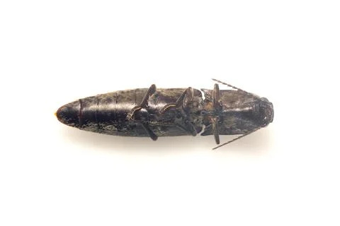 Image of click beetle isolated on white background. Insect. Animal. Stock Photos