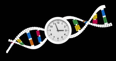 Image of clock moving over dna strand on black background Stock Photos