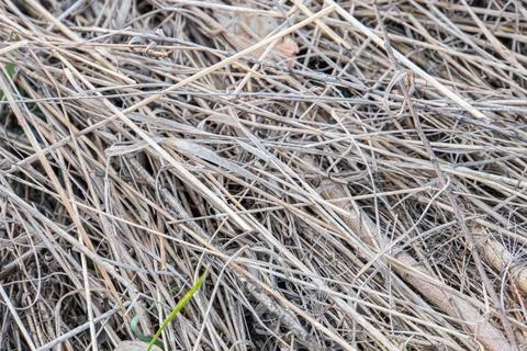 Image of close-up, dead or dried vegetation with patches of green, potentiall Stock Photos