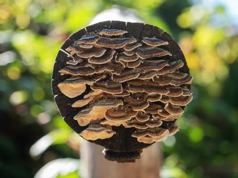 An image of a close-range array of small tree mushrooms growing on a tree log on 写真素材
