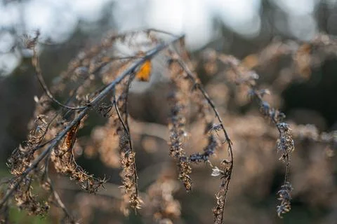 Image of close-up tree branches with water droplets, suggesting a natural o.. Stock Photos