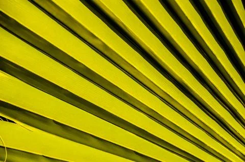The image is a close up of a yellow leaf with a pattern of stripes Foto stock