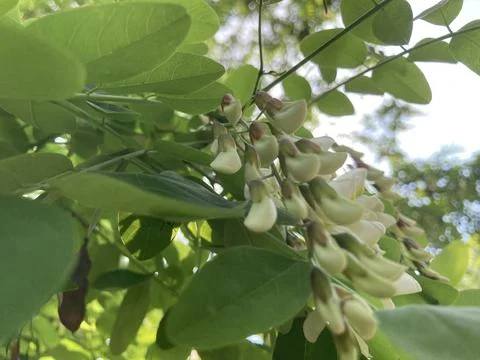 Image of a cluster of small, star-shaped white flowers hanging from a tree .. Stock Photos