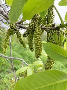 Image of clusters of walnut flowers. Stock-Fotos