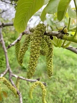 Image of clusters of walnut flowers. Stock Photos