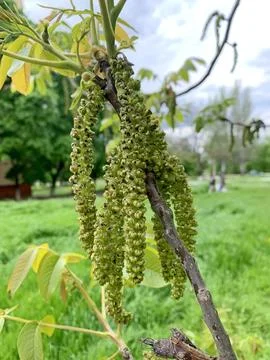 Image of clusters of walnut flowers. Stock Photos