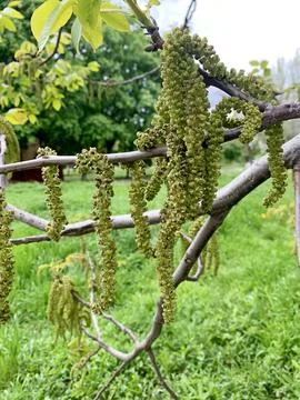 Image of clusters of walnut flowers. Stock Photos