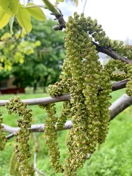 Image of clusters of walnut flowers. Stock-Fotos
