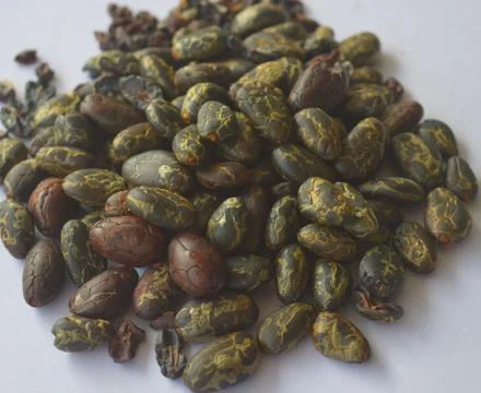 Image of cocoa beans. Chocolate and cocoa are made from the beans of the caca Stock Photos