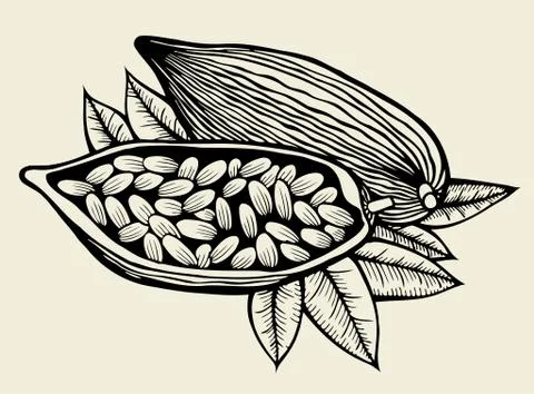 Image of cocoa beans Stock Illustration